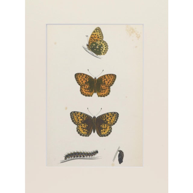 19th Century Antique Morris Butterfly Print Hand Colored Lithograph 1853 For Sale - Image 4 of 4