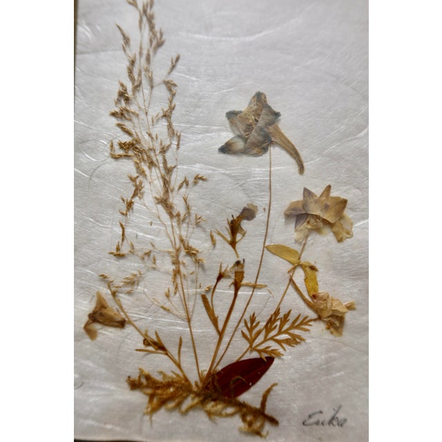 Vintage Erika Originals Swiss Pressed Botanical Flower Art, Pair — Matted & Framed Alpine Wildflowers For Sale In Austin - Image 6 of 10