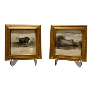 Mid 20th Century Sheep Engravings Capel Sheep Silver Royal Framed Prints - Set of 2 For Sale