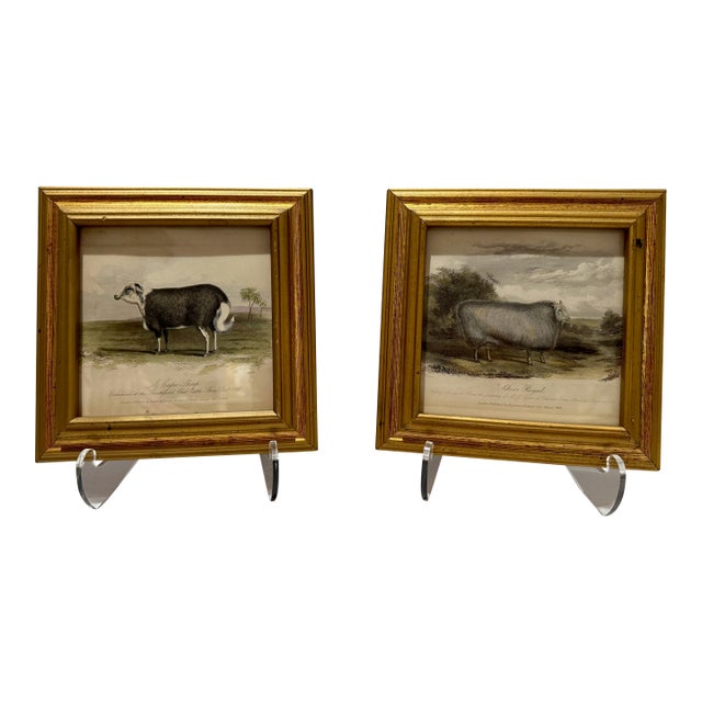 Mid 20th Century Sheep Engravings Capel Sheep Silver Royal Framed Prints - Set of 2 For Sale