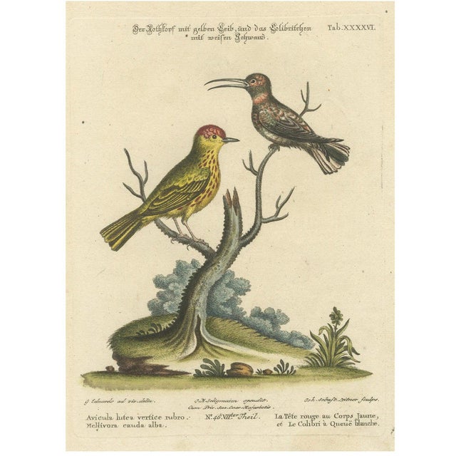 Red-Headed Yellow-Bodied Bird and White-Tailed Hummingbird, 1773, Paper For Sale