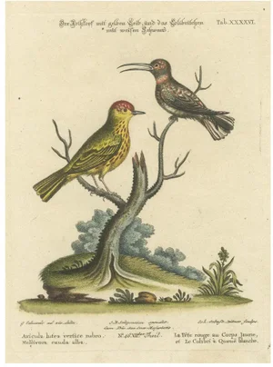 Red-Headed Yellow-Bodied Bird and White-Tailed Hummingbird, 1773, Paper