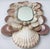 Beautiful vintage seashell mirror in pristine condition featuring layers of natural scallop and spiral shells in soft...