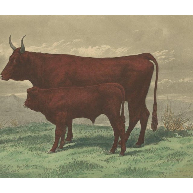 19th Century After Rosa Bonheur, Salers Cow and Calf, 1873, Paper For Sale - Image 5 of 12