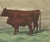 19th Century After Rosa Bonheur, Salers Cow and Calf, 1873, Paper For Sale - Image 5 of 12