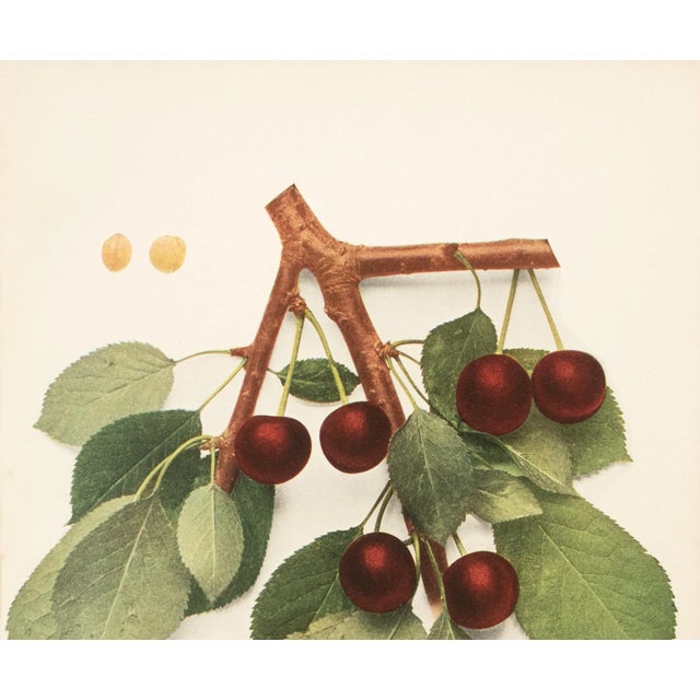 Farmhouse 1900s U. P. Hedrick, Original Antique Photogravure of Louis Philippe Cherries For Sale - Image 3 of 7