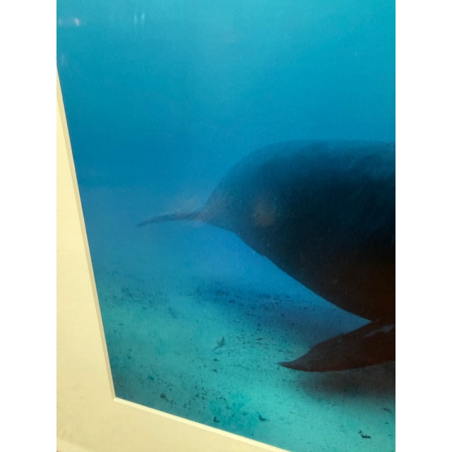 Brian Skerry First Encounter Southern Right Whale Photograph, Signed For Sale In San Francisco - Image 6 of 12