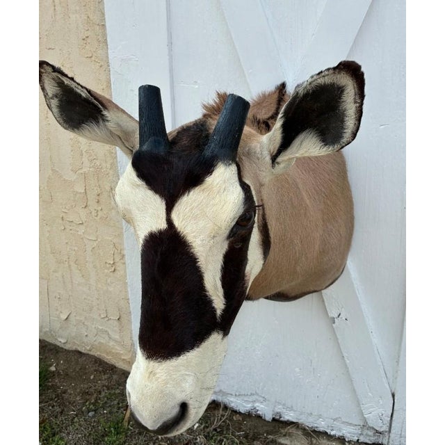 Huge African Gemsbok Oryx Antelope Shoulder Mount Taxidermy South Africa For Sale - Image 12 of 17