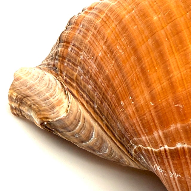 Copper Vintage Large Tun Ocean Snail Shell Seashell For Sale - Image 8 of 8