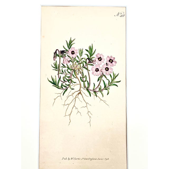 Illustration Antique Original Hand Colored Curtisi in Floral Botanical Etching c.1797 For Sale - Image 3 of 5