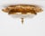 Bronze 1950s Spanish Empire Gilt Bronze Eagle Flush Mount Ceiling Light For Sale - Image 8 of 15