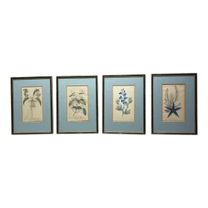 1799 Georgian Floral Botanical Engravings - Set of 4