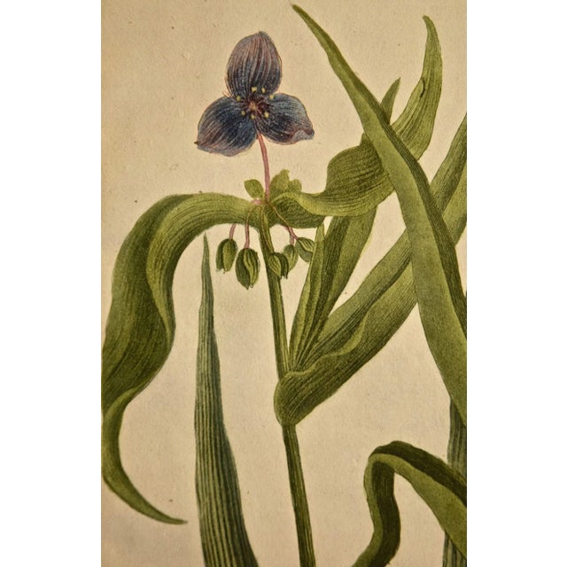 Weinmann 18th Century Hand Colored Botanical Engraving "Ephemerum Virginianum", 1736 For Sale - Image 4 of 5