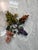 Vintage Chinese Carved Gemstone Grape Clusters - Set of 4 For Sale - Image 4 of 9
