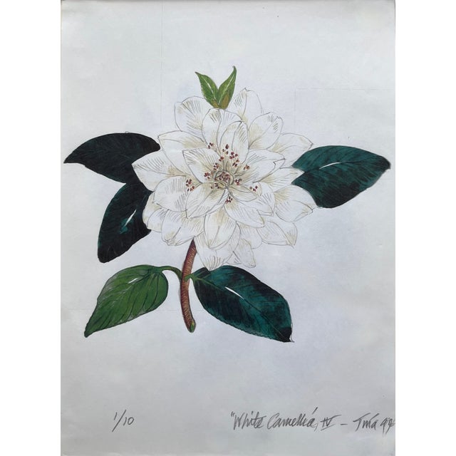 1990s "Camellia Japonica" Botanical Prints-Custom Gold Leaf Frames-Set 2 For Sale - Image 5 of 7
