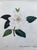 1990s "Camellia Japonica" Botanical Prints-Custom Gold Leaf Frames-Set 2 For Sale - Image 5 of 7