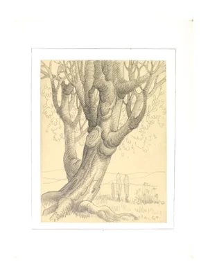 Georges-Henri Tribout, Tree, Pencil Drawing, Early 20th Century