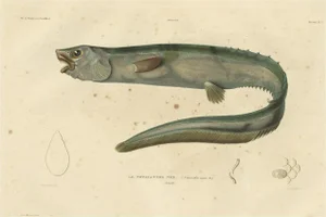 Snub-Nosed Spiny Eel, 1842, Paper