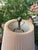 Frederick Cooper Vintage Frederick Cooper Chinoiserie Black & Gilt Hexagonal Table Lamp For Sale - Image 4 of 8