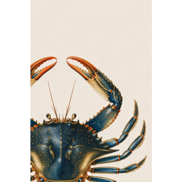 Blue Crab Illustration, Coastal Marine Wall Art Print, 24″ × 36″ For Sale In Buffalo - Image 6 of 9