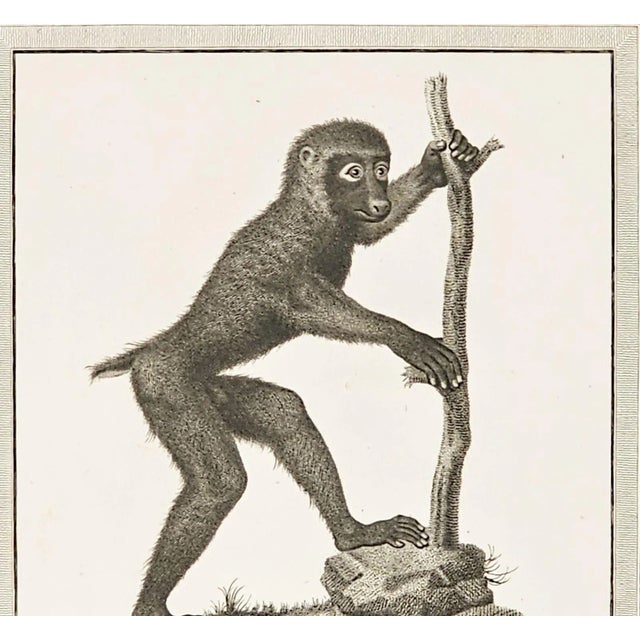 Framed Engraving "Il Babbuino Di Bosco", Italy Circa 1812 For Sale - Image 4 of 4