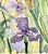 Amethyst One Giclee Print of This Original Watercolor Painting “Amethyst Iris”. Approximately 15 X 11 Inches. No Ai Was Used to Create the Original Painting. For Sale - Image 8 of 9