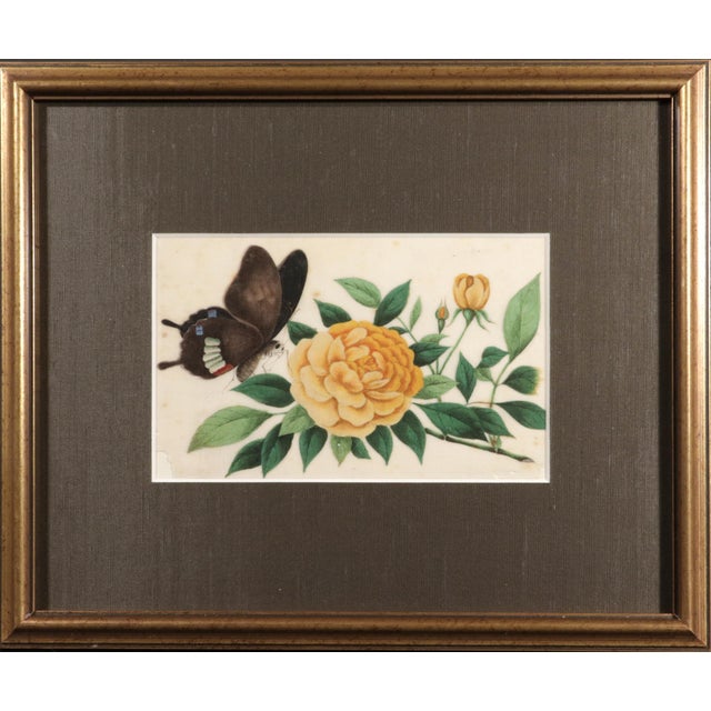 Chinese China Trade Pith Paper Paintings of Fruit and Butterflies, a Set of Six For Sale - Image 3 of 14