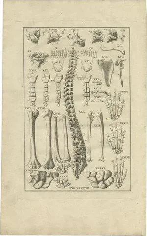 Bartolomeo Eustachi, Anatomy Illustration of the Human Skeleton, Spine, Bones, etc., 1798, Print