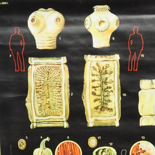 The rollable wall chart shows different kinds of tapeworms and which hosts the inhabit. it was published by the German...