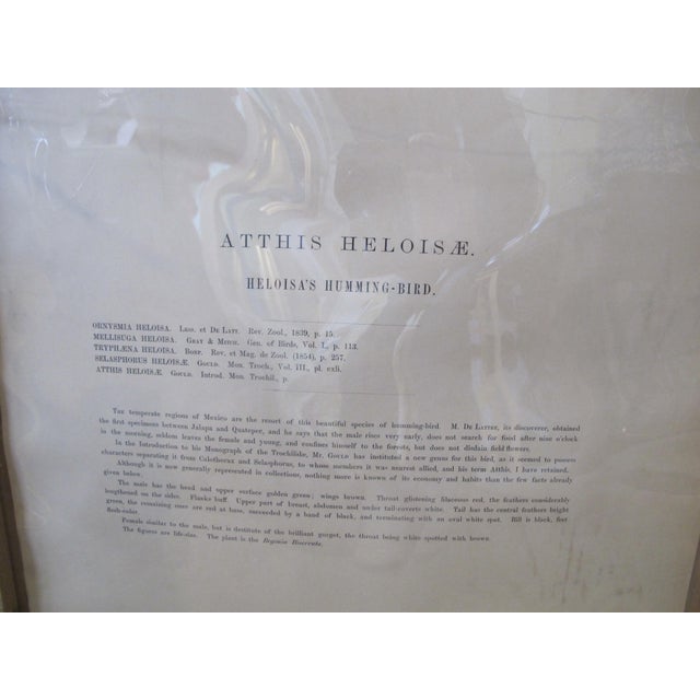 Green Daniel Giraud Elliot Hand Tinted C1869 Bumblebee Hummingbird Framed Lithograph For Sale - Image 8 of 9