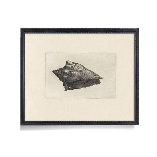 Antique Sea Shell Set of 9 - 11" X 14" Reproduction For Sale - Image 11 of 15