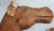 1900 - 1909 Folk Artist John B. Wikoff, Pair of Cedar Horse Sculptures For Sale - Image 5 of 6