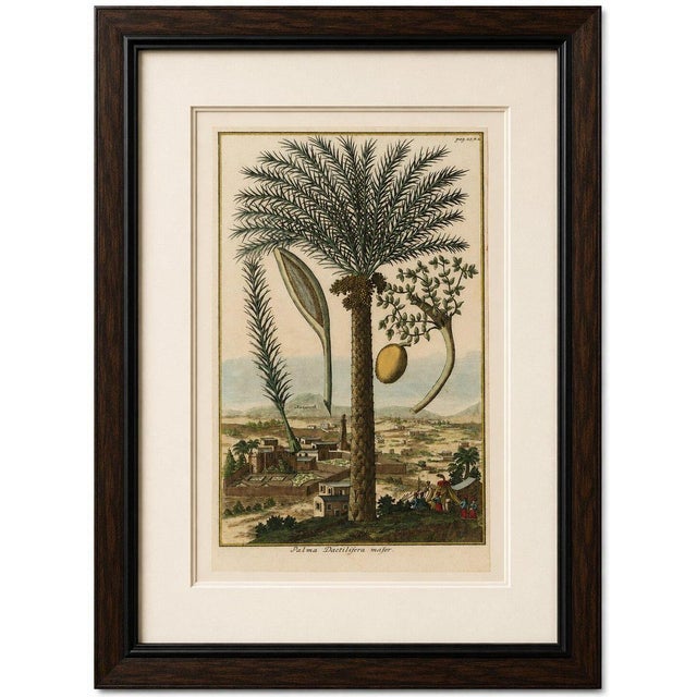 Title: Rare Botanical Date Palm Engraving by J.C. Volkamer, Nazareth, 1713 : A magnificent and highly decorative early...