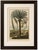Title: Rare Botanical Date Palm Engraving by J.C. Volkamer, Nazareth, 1713 : A magnificent and highly decorative early...