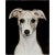 An archival giclée print of an original dog painting of a brindle whippet; signed front and back. 4"x5".