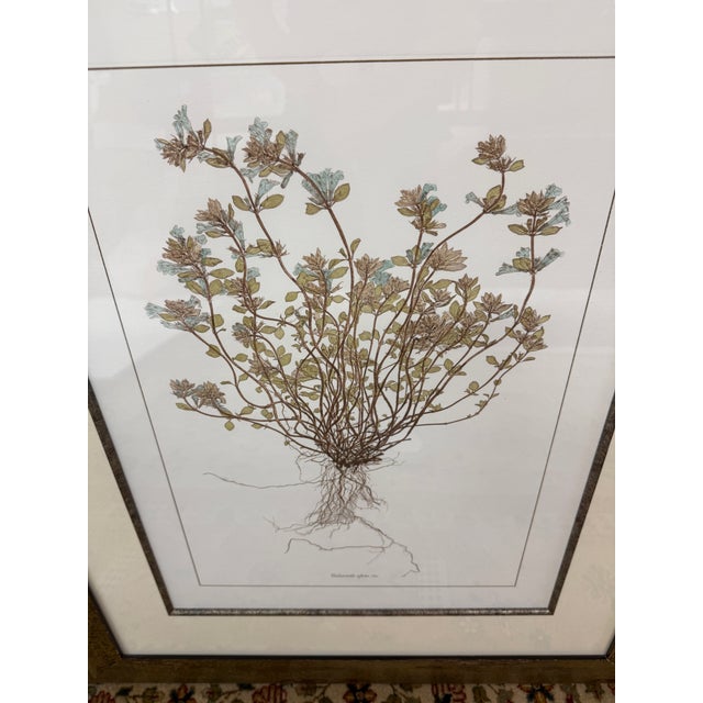 Lussier Lajoie Framing Botanical Prints, Set of Five For Sale - Image 4 of 12