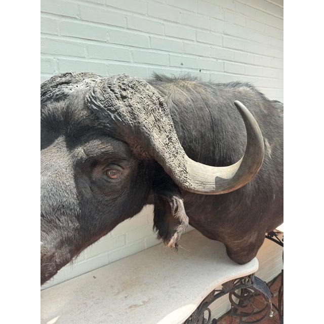 Animal Skin Late 20th Century Cape Buffalo From Africa Custom Wall Mount Taxidermy For Sale - Image 7 of 12