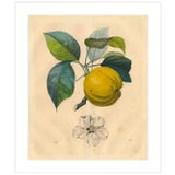 Antique 'Apple Branch' Archival Print For Sale