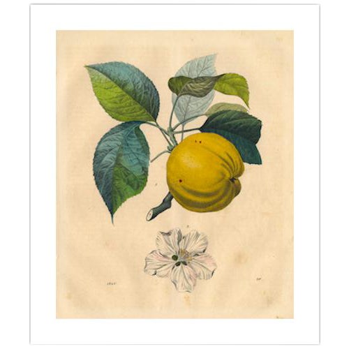 Antique 'Apple Branch' Archival Print For Sale