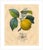 Antique 'Apple Branch' Archival Print For Sale