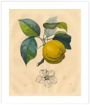 Antique 'Apple Branch' Archival Print