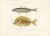 Mackerel Jack and Surgeonfish, 1846, Paper For Sale - Image 3 of 11