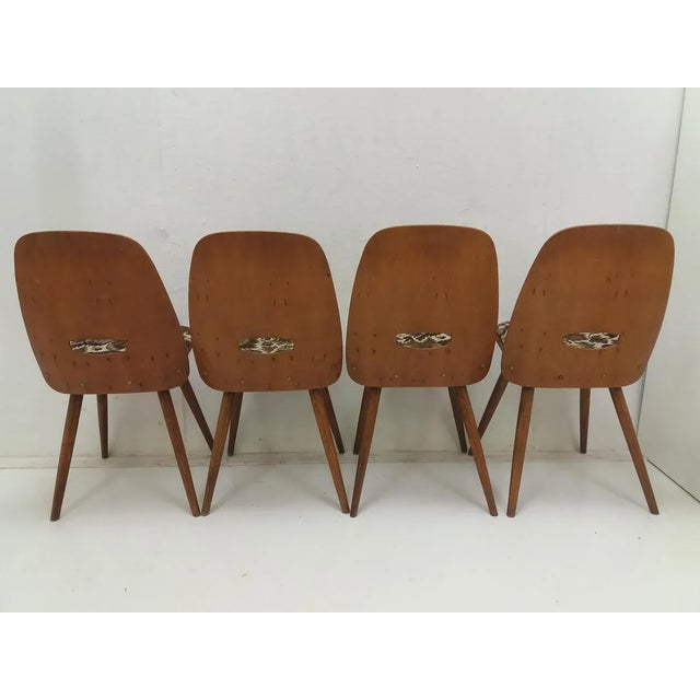 1960s Mid-Century Dining Chairs from Tatra Pravenec, 1960s, Set of 4 For Sale - Image 5 of 12