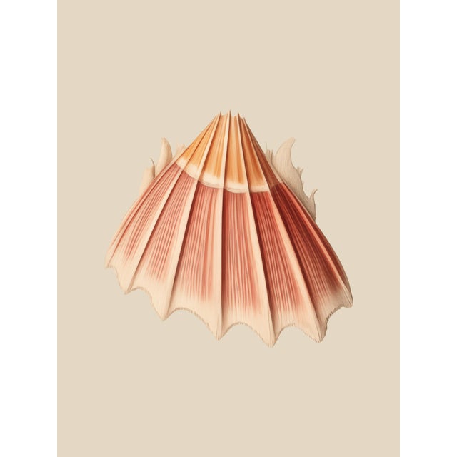 Set of 12 – Sea Forms | Sea Shells Natural History Fine Art Prints | Unframed For Sale - Image 12 of 14
