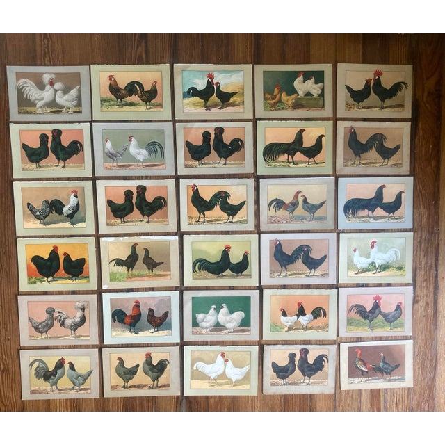 Brown Authentic Collection of 19th Century Kramer Chicken Chromolithographs in Color For Sale - Image 8 of 9