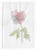 Watercolor by New York artist Myriam Cahn (1933-2018) of a single rose. Salmagundi Club named an award after her in 2019....