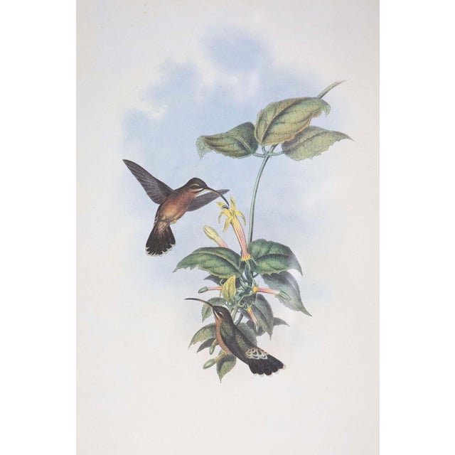 Victorian 19th Century Bird Print - One of 24 For Sale - Image 3 of 5