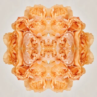 "No. 150" Contemporary Original Op Art Botanical Limited Edition Photograph Print by Erin Derby For Sale