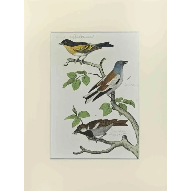 Johann Friedrich Naumann, Sparrow, Etching, 1840 For Sale - Image 3 of 3