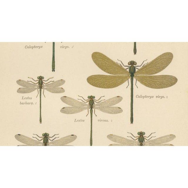 Paper Richard Tümpel, Calopteryx & Lestes Damselfly from Die Geradflügler, 1908, Lithograph For Sale - Image 7 of 10